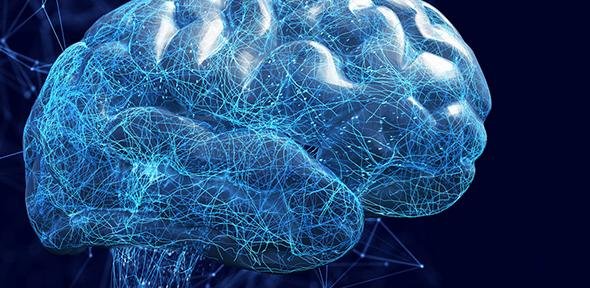 Illustration of human brain