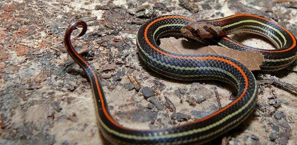 Sibon nebulatus snake