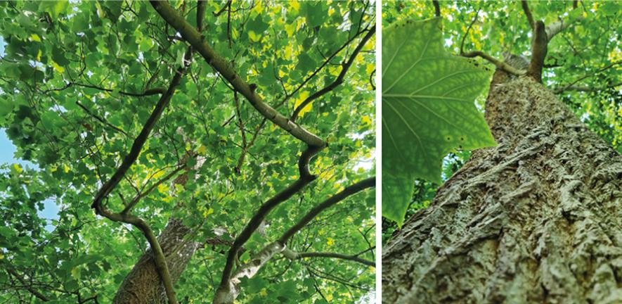 Tulip tree in Cambridge University Botanic Garden