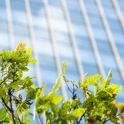 Modern building behind green leaves