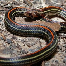 Sibon nebulatus snake
